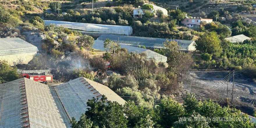 Alanya’da avokado bahçesinde yangın: 60 ağaç kül oldu