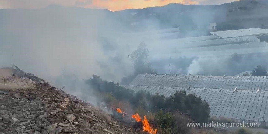 Alanya’da avokado bahçesinde yangın: 60 ağaç kül oldu