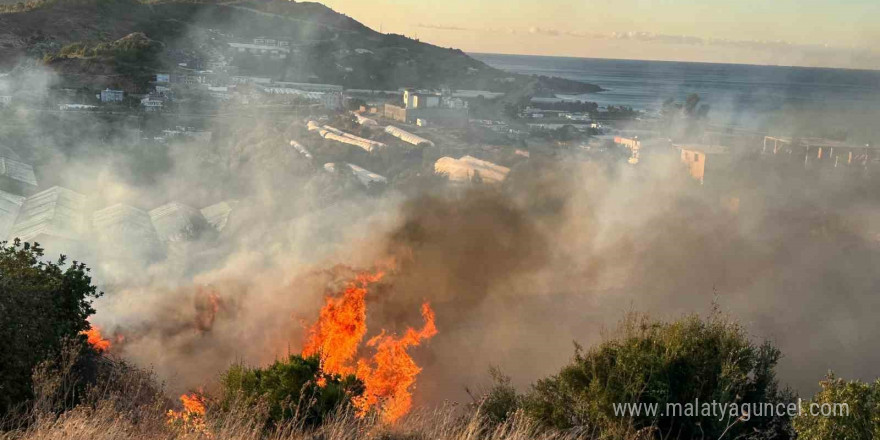 Alanya’da avokado bahçesinde yangın: 60 ağaç kül oldu