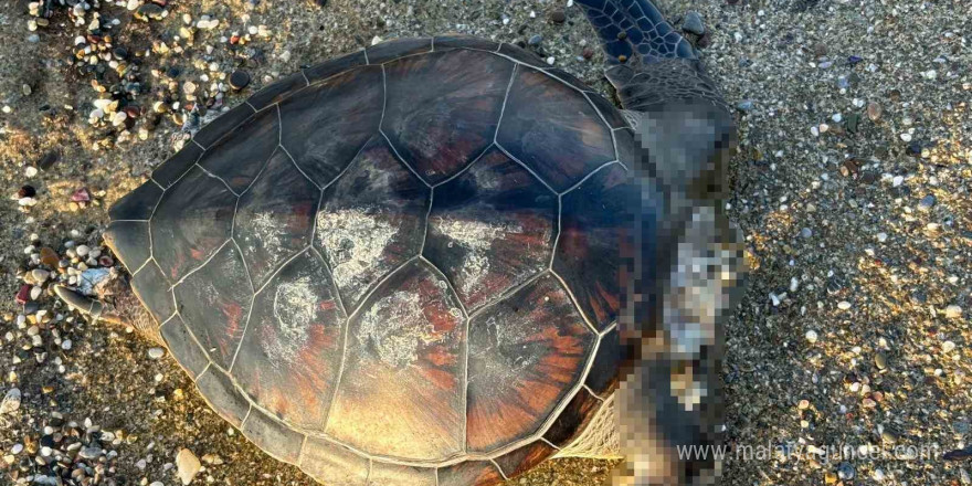 Alanya’da caretta caretta ölüsü bulundu