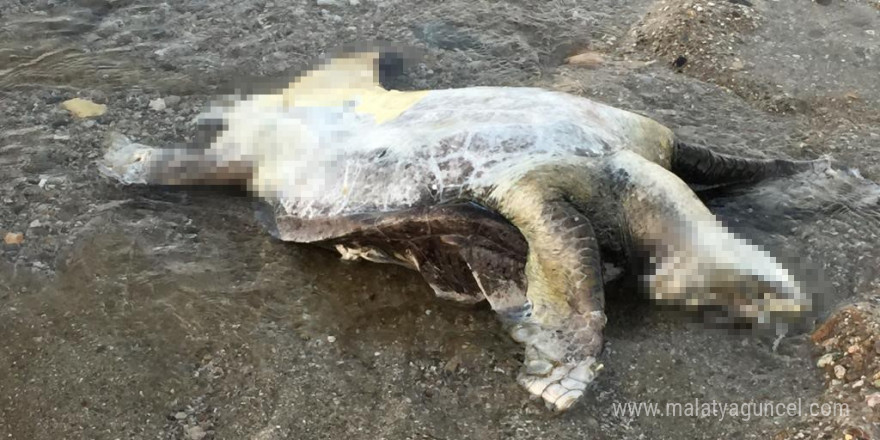 Alanya’da caretta caretta ölüsü bulundu