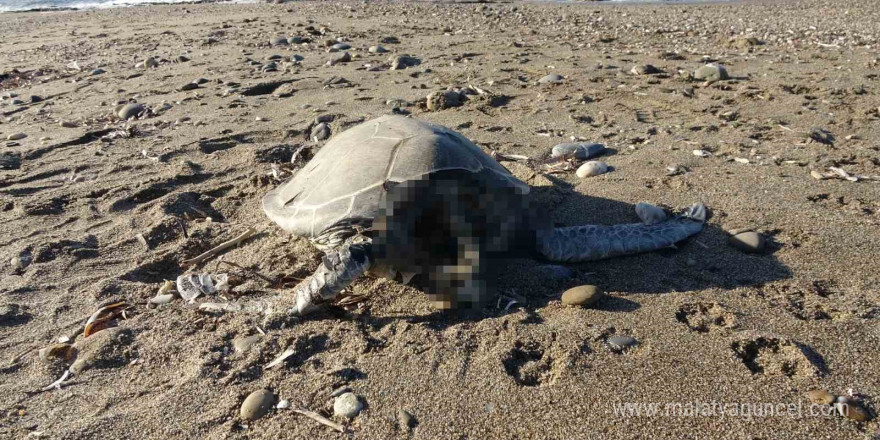 Alanya’da son bir haftada iki caretta caretta ölü bulundu