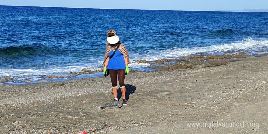 Alanya’da son bir haftada iki caretta caretta ölü bulundu