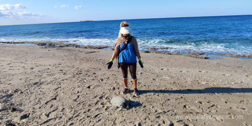 Alanya’da son bir haftada iki caretta caretta ölü bulundu