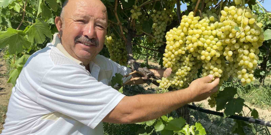 Alaşehirli üzüm üreticileri satışlarını güvenle yapacak