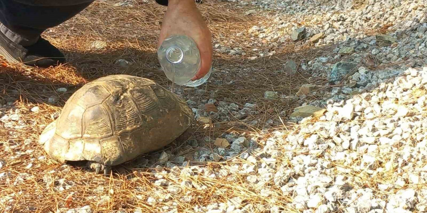 Alevlerden kaçan kaplumbağa güvenli alana bırakıldı