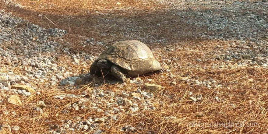 Alevlerden kaçan kaplumbağa güvenli alana bırakıldı