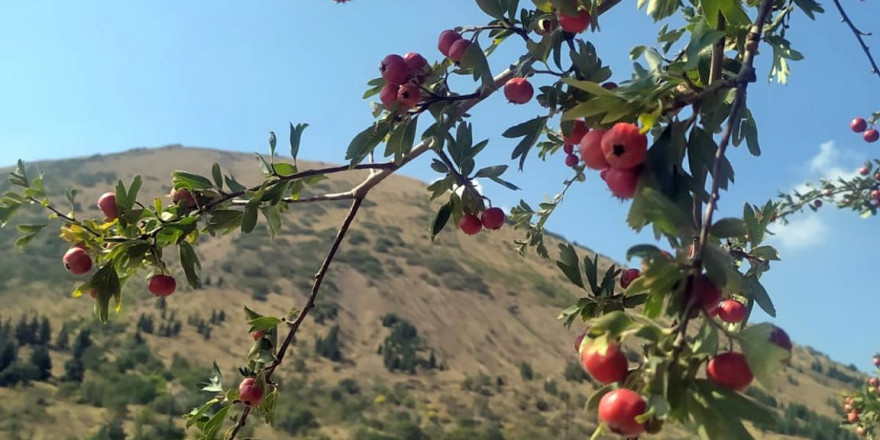 Ali Dağı sonbaharda rengârenk