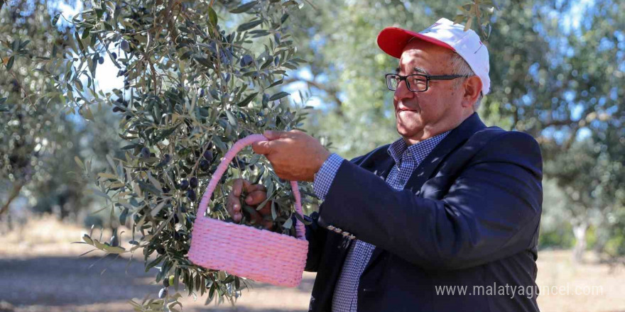 Aliağa’da 3. Zeytin Hasat Şenliği düzenlendi