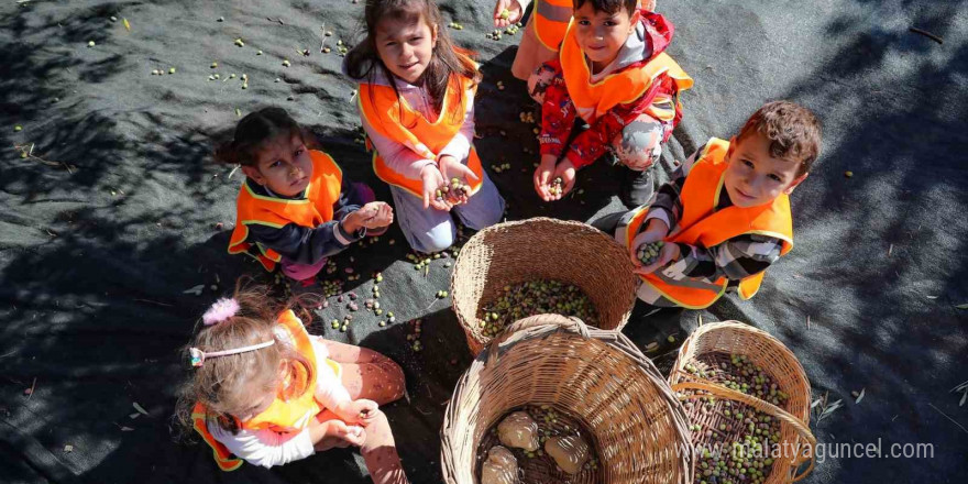 Aliağalı minik öğrenciler Şakran’da zeytin hasadı yaptı