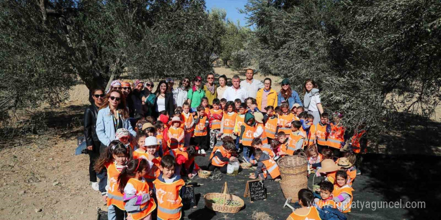 Aliağalı minik öğrenciler Şakran’da zeytin hasadı yaptı