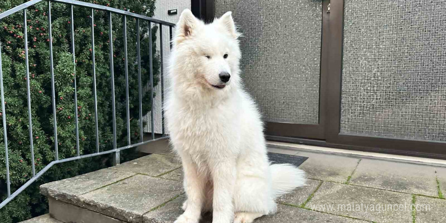 Almanya’da köpek sahipleri her yıl vergi veriyor