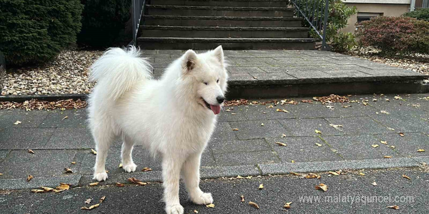 Almanya’da köpek sahipleri her yıl vergi veriyor