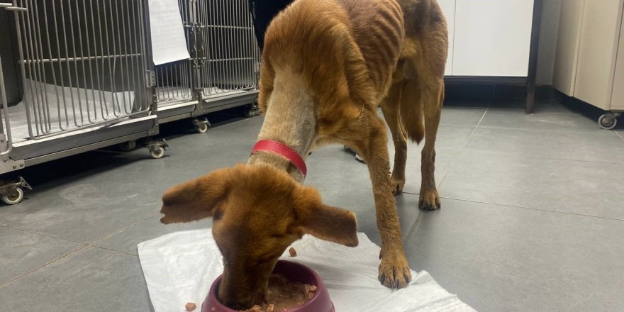 Alt çenesi alınan köpek ameliyatla hayata tutundu