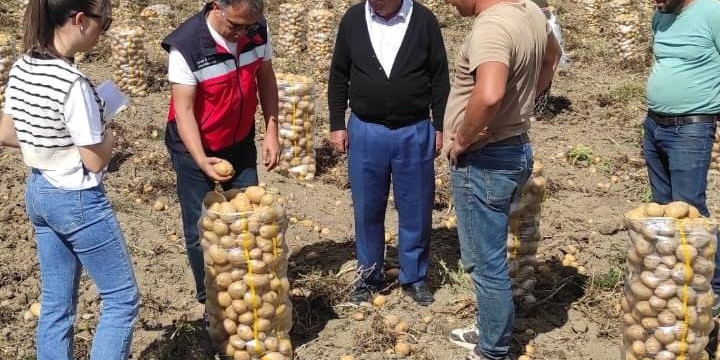 Altıntaş’ta patates ekiliş ve hasat kontrolleri