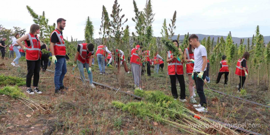 Amasya Üniversitesi kenevir üretimine başladı, hasada öğrenciler de katıldı