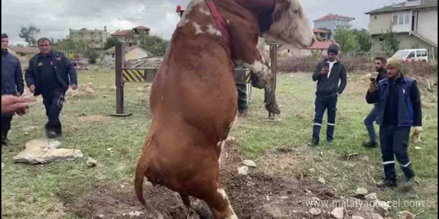 Amasya’da çukura düşen inek vinç yardımıyla kurtarıldı