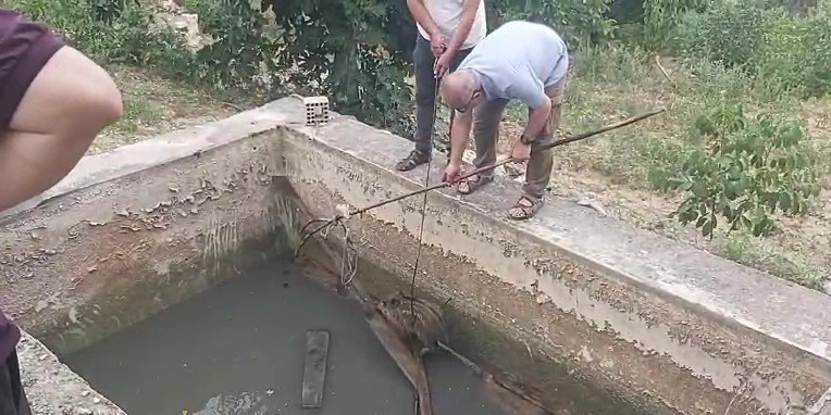 Amasya’da sulama havuzuna düşen yaban domuzu yavrusu kurtarıldı