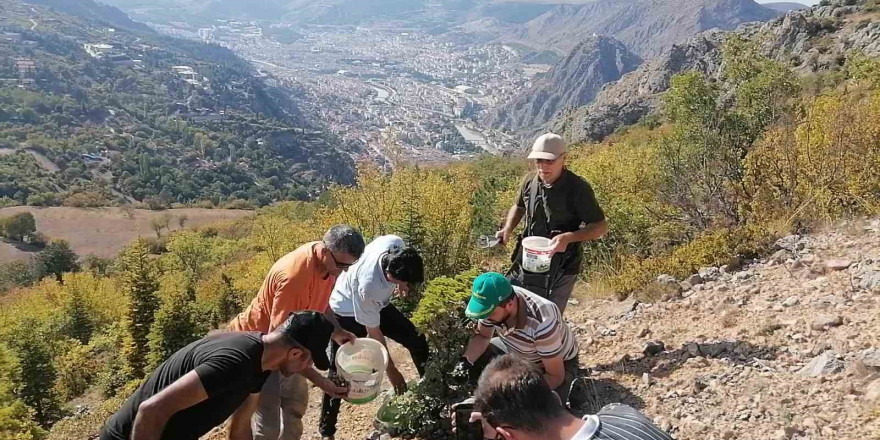 Amasyalı örnek aile 100 kilo meşe palamudu dikti