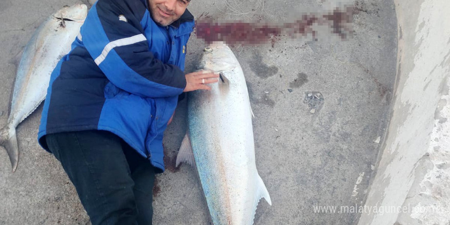 Amatör balıkçı bir metrelik iki dev balığı oltayla tek seferde yakaladı