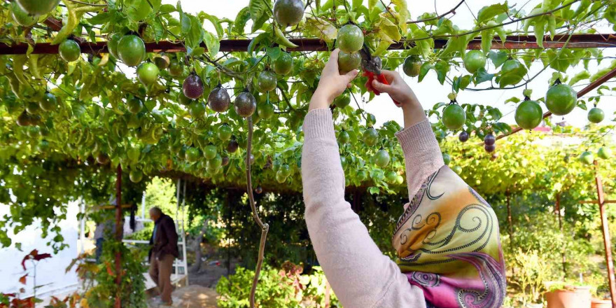 Anamur’da passiflora hasadı başladı