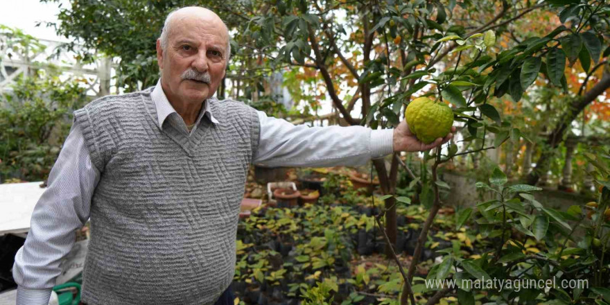 Anavatanı Meksika olan avokadoyu 14 yıldır Samsun’da üretiyor