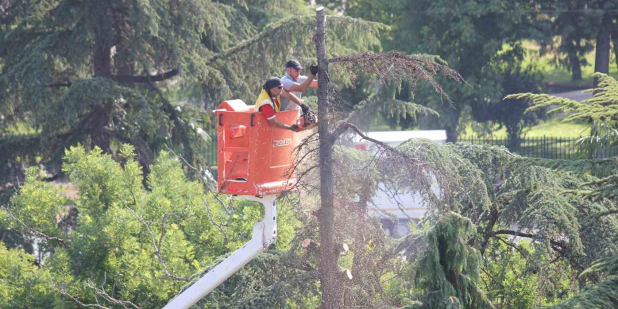 Anıtpark’ta kuruyan ağaçlar kesildi