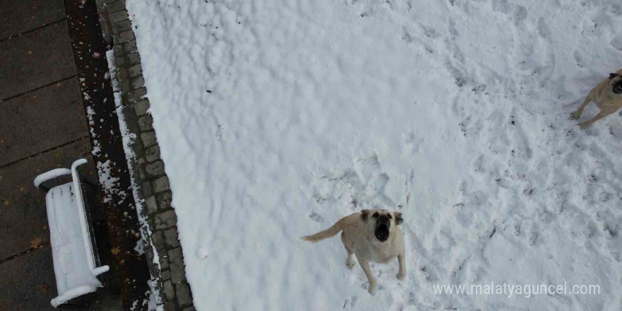 Ankara’da köpeklerin dron kovalamaca şovu gülümsetti