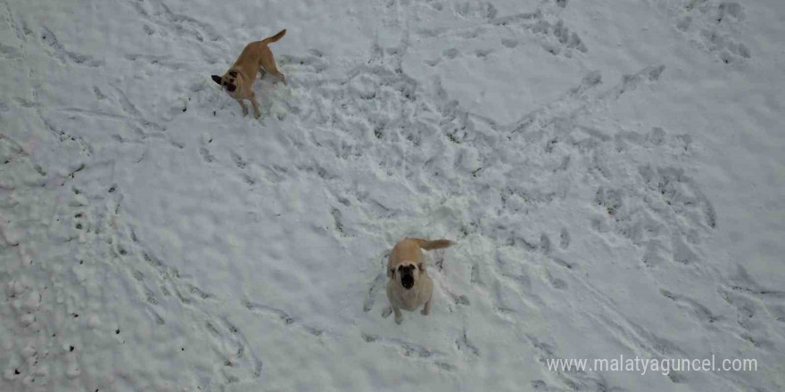 Ankara’da köpeklerin dron kovalamaca şovu gülümsetti