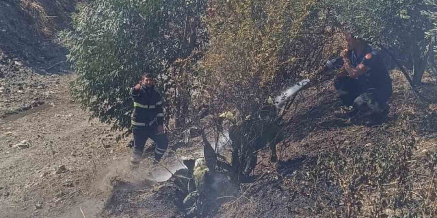 Antakya’da zeytinlik yangını