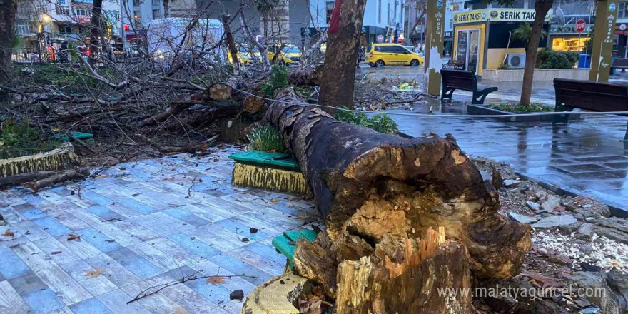 Antalya’da aşırı yağış ve fırtına asırlık çınar ağacını devirdi