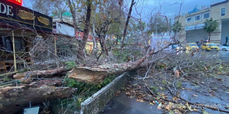 Antalya’da aşırı yağış ve fırtına asırlık çınar ağacını devirdi