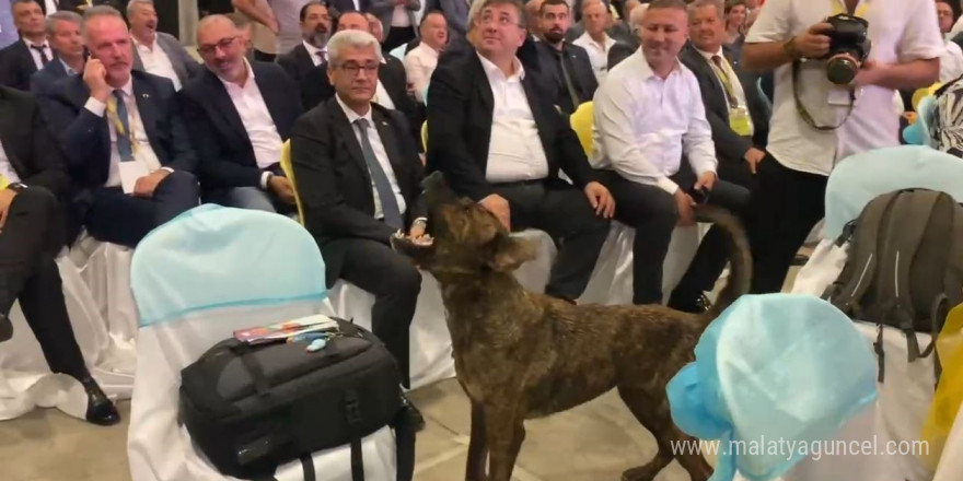 Antalya’da fuar alanına girip dron kovalayan köpek gülümsetti