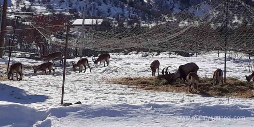 Antalya’nın ürkek misafirleri yaban keçileri  mahalleye indi