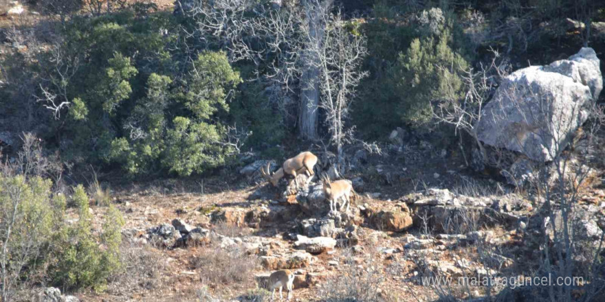 Antalya’nın ürkek misafirleri yaban keçileri  mahalleye indi