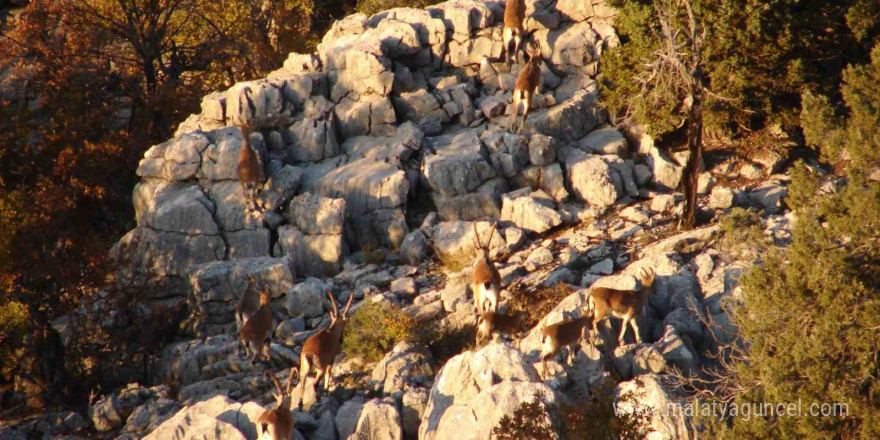 Antalya’nın ürkek misafirleri yaban keçileri  mahalleye indi