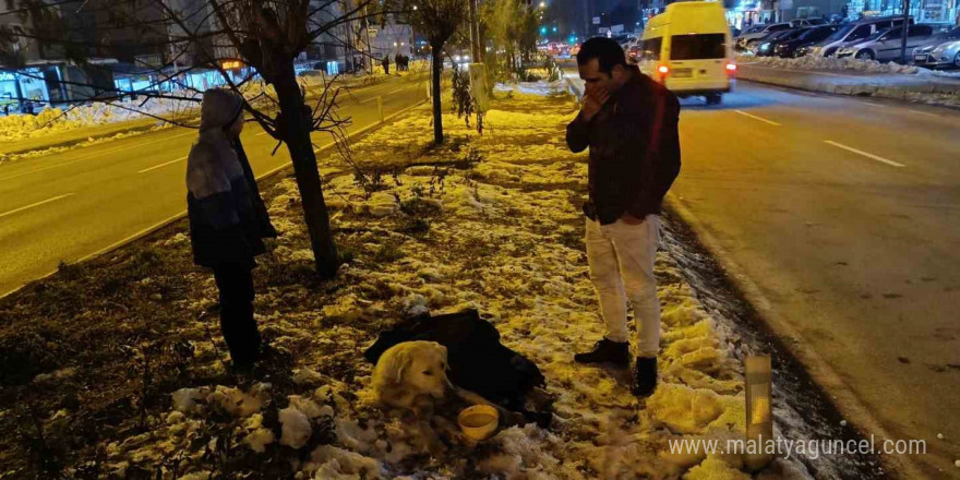 Aracın çarptığı köpeğin başından bir an olsun ayrılmadı