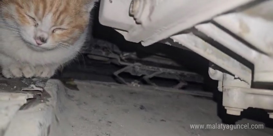 Aracın motor bölmesine giren kedi kurtarıldı