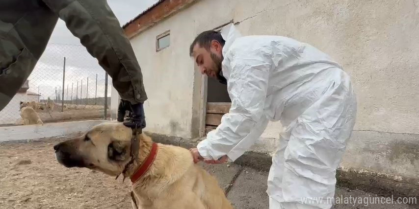 Arap ülkeleri dünyaya nam salan Kangallara talip oldu