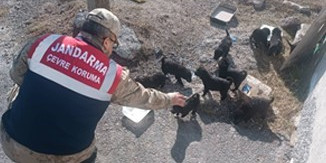 Ardahan’da jandarma yaban hayatı için doğaya yem bıraktı