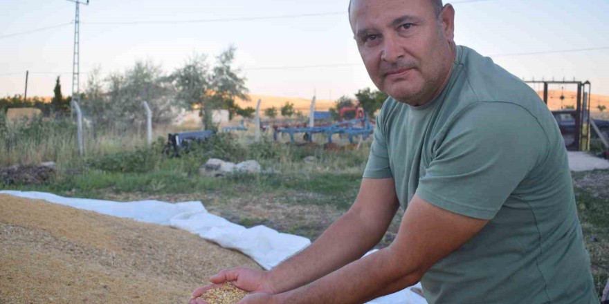 Arguvan’da buğday hasadında sona gelindi