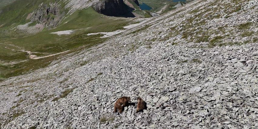 Arsiyan Yaylasında anne ve yavru boz ayı turistlerin kamerasına takıldı