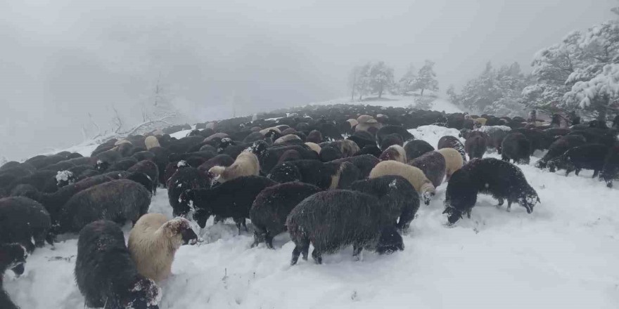 Artvin’de ani bastıran kar sürü sahiplerine zor anlar yaşattı