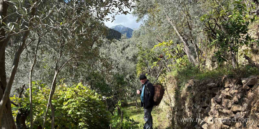 Artvin’de asırlık zeytin ağaçlarından hasat başladı