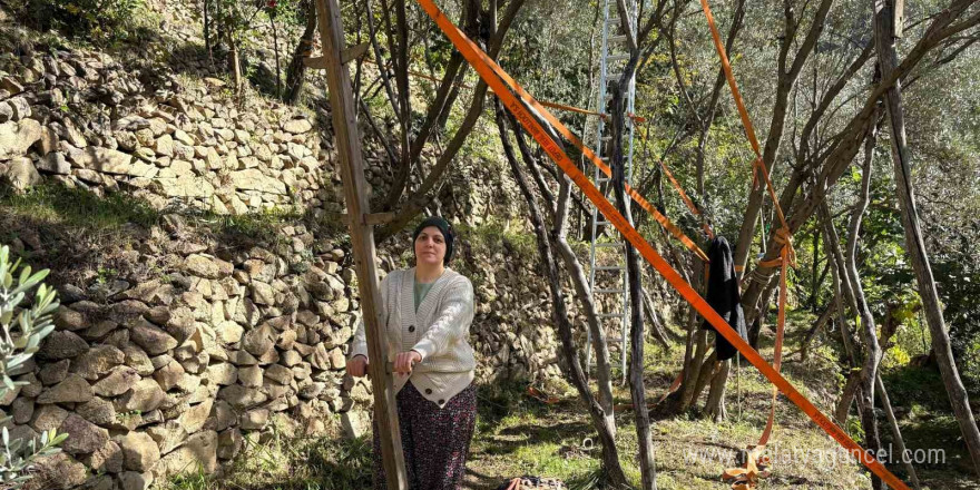 Artvin’de asırlık zeytin ağaçlarından hasat başladı