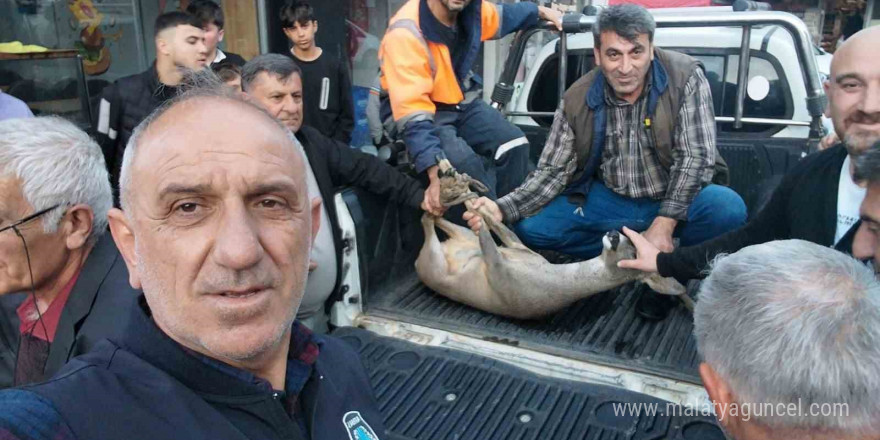 Artvin’de dereye düşen karacayı vatandaşlar kurtardı