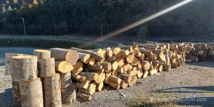 Artvin’de kooperatif başkanı eylemlerin yapıldığı alanda kaçak ağaç kesmekten gözaltına alındı