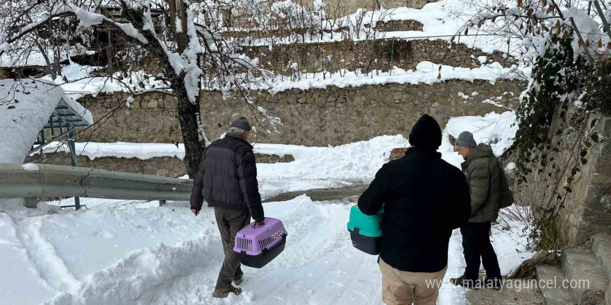 Artvin’de mezrada kar nedeniyle mahsur kalan 4 kedi de kurtarıldı