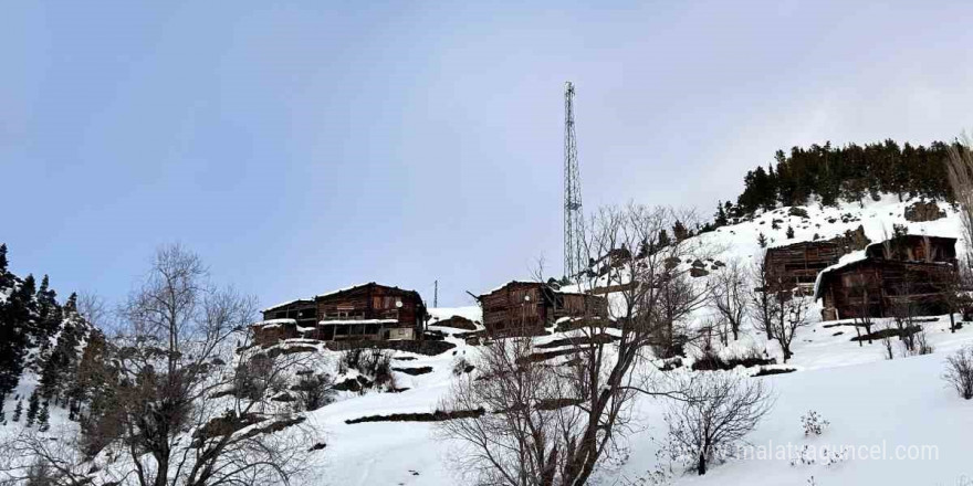 Artvin’de zorlu kış şartlarında hayvanlar için ot taşıma mücadelesi