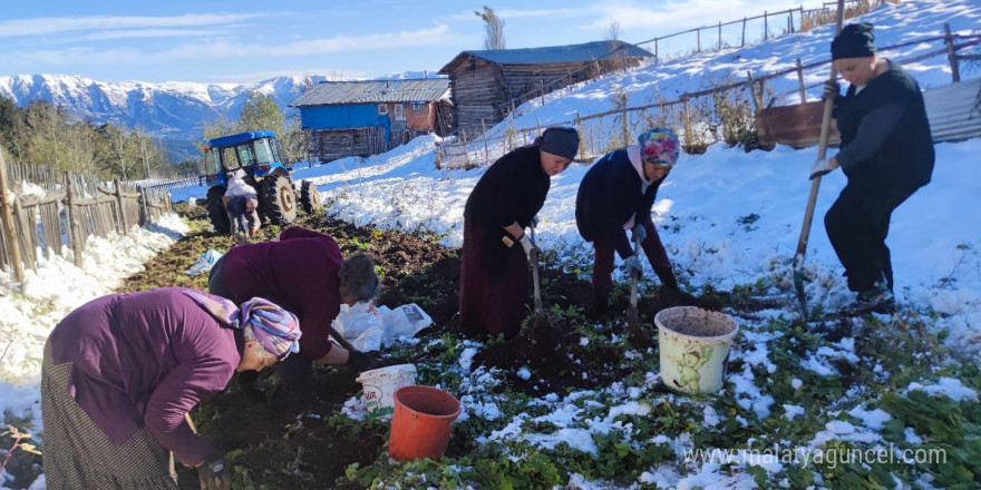 Artvin’e kış erken gelince patates hasası kar altında yapıldı